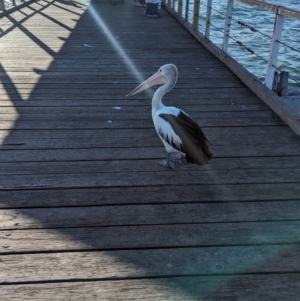 Pelecanus conspicillatus at Semaphore, SA - 27 Jan 2024 06:37 PM