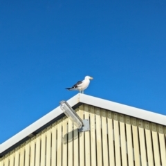 Larus pacificus (Pacific Gull) at Semaphore, SA - 27 Jan 2024 by Darcy