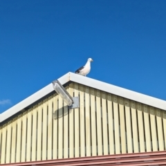 Larus pacificus at Semaphore, SA - 27 Jan 2024