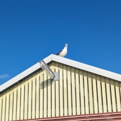 Larus pacificus at Semaphore, SA - 27 Jan 2024 06:47 PM