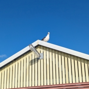 Larus pacificus at Semaphore, SA - 27 Jan 2024 06:47 PM