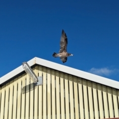 Larus pacificus at Semaphore, SA - 27 Jan 2024 06:47 PM