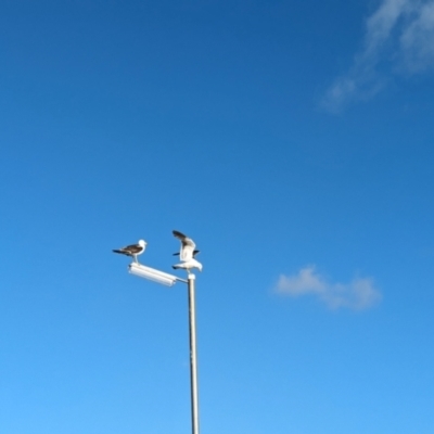 Larus pacificus (Pacific Gull) at Semaphore, SA - 27 Jan 2024 by Darcy