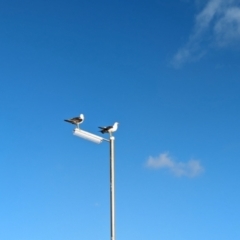 Larus pacificus at Semaphore, SA - 27 Jan 2024 06:48 PM