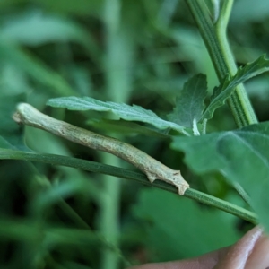 Geometridae (family) IMMATURE at Lions Youth Haven - Westwood Farm A.C.T. - suppressed