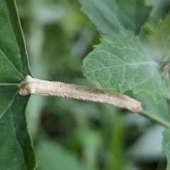 Geometridae (family) IMMATURE at Lions Youth Haven - Westwood Farm A.C.T. - suppressed