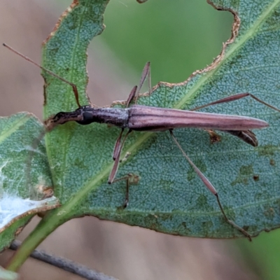 Rhinophthalmus nasutus (A Longhorn Beetle) at Kambah, ACT - 31 Jan 2024 by HelenCross