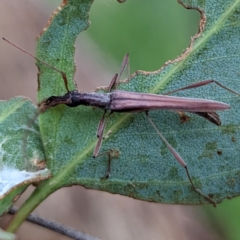 Rhinophthalmus nasutus (A Longhorn Beetle) at Lions Youth Haven - Westwood Farm - 31 Jan 2024 by HelenCross