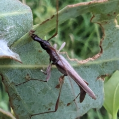 Rhinophthalmus nasutus at Lions Youth Haven - Westwood Farm A.C.T. - 31 Jan 2024