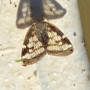 Scolypopa australis at Wingecarribee Local Government Area - suppressed