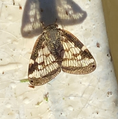 Scolypopa australis (Passionvine hopper, Fluffy bum) at Burradoo - 19 Jan 2024 by GlossyGal