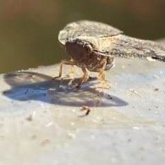 Scolypopa australis at Wingecarribee Local Government Area - 19 Jan 2024