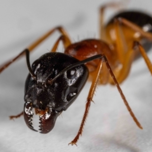 Camponotus consobrinus at QPRC LGA - 31 Jan 2024