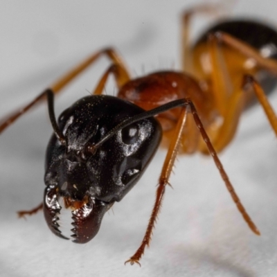 Camponotus consobrinus (Banded sugar ant) at QPRC LGA - 31 Jan 2024 by MarkT