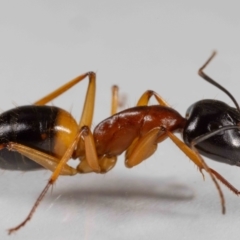 Camponotus consobrinus at QPRC LGA - 31 Jan 2024