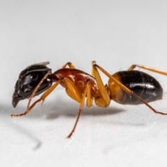 Camponotus consobrinus at QPRC LGA - 31 Jan 2024