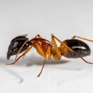 Camponotus consobrinus at QPRC LGA - 31 Jan 2024