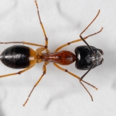 Camponotus consobrinus at QPRC LGA - suppressed