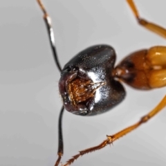 Camponotus consobrinus at QPRC LGA - 31 Jan 2024