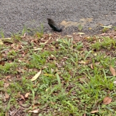 Eurystomus orientalis at Darkwood, NSW - 31 Jan 2024 05:38 PM
