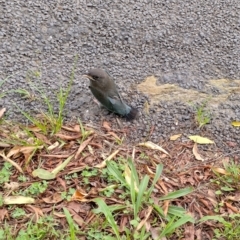 Eurystomus orientalis at Darkwood, NSW - 31 Jan 2024 05:38 PM