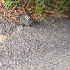 Eurystomus orientalis at Darkwood, NSW - 31 Jan 2024 05:38 PM