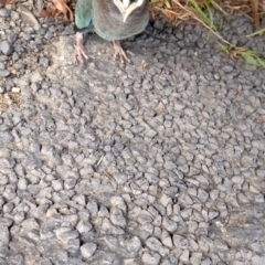 Eurystomus orientalis at Darkwood, NSW - 31 Jan 2024 05:38 PM