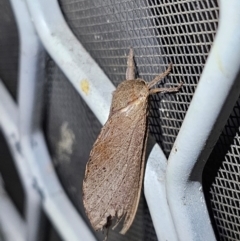 Elhamma australasiae (A Swift or Ghost moth (Hepialidae)) at Ngunnawal, ACT - 28 Jan 2024 by TanyaP