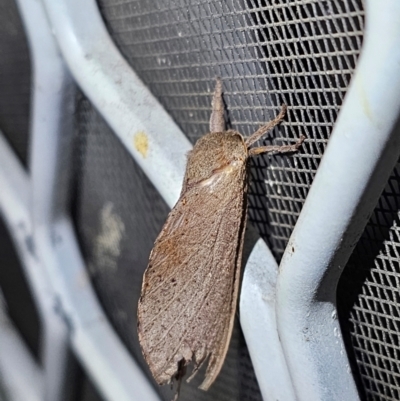 Elhamma australasiae (A Swift or Ghost moth (Hepialidae)) at Ngunnawal, ACT - 28 Jan 2024 by TanyaP