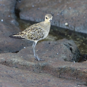 Pluvialis fulva at Mystery Bay, NSW - 30 Jan 2024