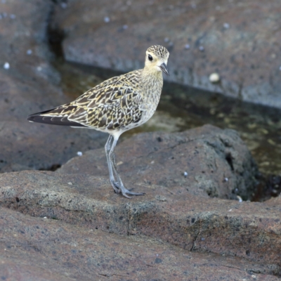 Pluvialis fulva (Pacific Golden Plover) at Mystery Bay, NSW - 30 Jan 2024 by MichaelWenke