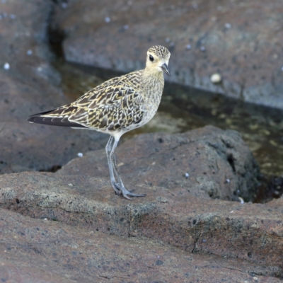 Pluvialis fulva (Pacific Golden-Plover) at Mystery Bay, NSW - 29 Jan 2024 by Trevor