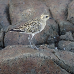 Pluvialis fulva at Mystery Bay, NSW - 30 Jan 2024 07:24 AM