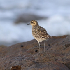 Pluvialis fulva at Mystery Bay, NSW - 30 Jan 2024