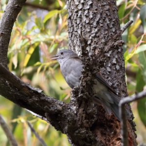 Colluricincla harmonica at Eurobodalla National Park - 30 Jan 2024