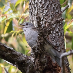 Colluricincla harmonica at Eurobodalla National Park - 30 Jan 2024 09:08 AM