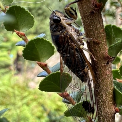 Galanga labeculata (Double-spotted cicada) at Acton, ACT - 31 Jan 2024 by Pirom