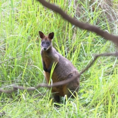 Wallabia bicolor (Swamp Wallaby) at Mystery Bay, NSW - 29 Jan 2024 by Trevor