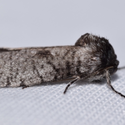 Trigonocyttara clandestina (Less-stick Case Moth) at QPRC LGA - 28 Jan 2024 by DianneClarke