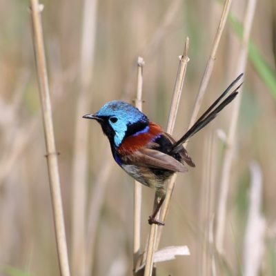 Malurus lamberti (Variegated Fairywren) at Mystery Bay, NSW - 29 Jan 2024 by Trevor