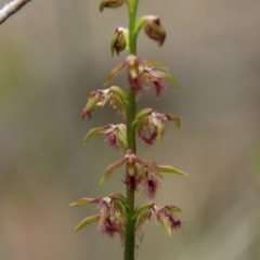 Corunastylis fimbriata (Fringed Midge Orchid) at Tallong, NSW - 31 Jan 2024 by Csteele4