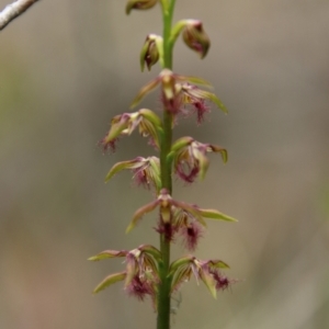 Corunastylis fimbriata at Tallong, NSW - 31 Jan 2024