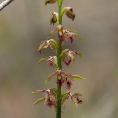 Corunastylis fimbriata (Fringed Midge Orchid) at Tallong, NSW - 31 Jan 2024 by Csteele4