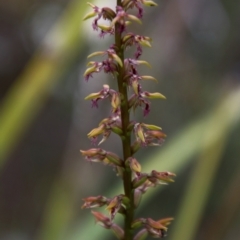 Corunastylis fimbriata at Tallong, NSW - 31 Jan 2024