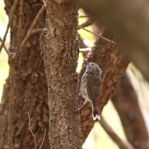 Acanthiza pusilla at Eurobodalla National Park - 30 Jan 2024