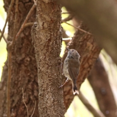 Acanthiza pusilla (Brown Thornbill) at Mystery Bay, NSW - 29 Jan 2024 by Trevor
