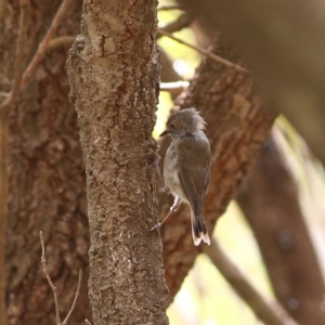 Acanthiza pusilla at Eurobodalla National Park - 30 Jan 2024