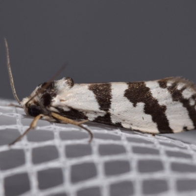 Lepidoscia (genus) ADULT (A Case moth) at QPRC LGA - 29 Jan 2024 by DianneClarke