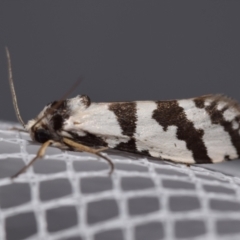 Lepidoscia (genus) ADULT (A Case moth) at Jerrabomberra, NSW - 29 Jan 2024 by DianneClarke