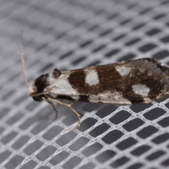 Lepidoscia (genus) ADULT (A Case moth) at QPRC LGA - 29 Jan 2024 by DianneClarke